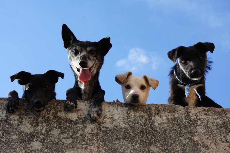 Dogs on wall