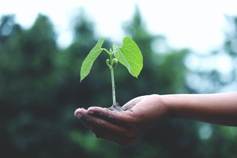 A seedling in a hand