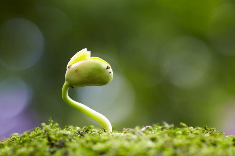 Tiny plant sprouts out of the ground